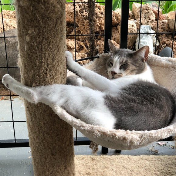 FEED THE KITTEHS CAT RESCUE!!     What is going on here at the Cat Ranch....... - Picture 1 of 15